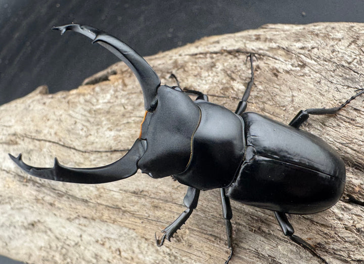 【WD】《ブラナウンコクワ 碧羅雪山産 63mm ペア》