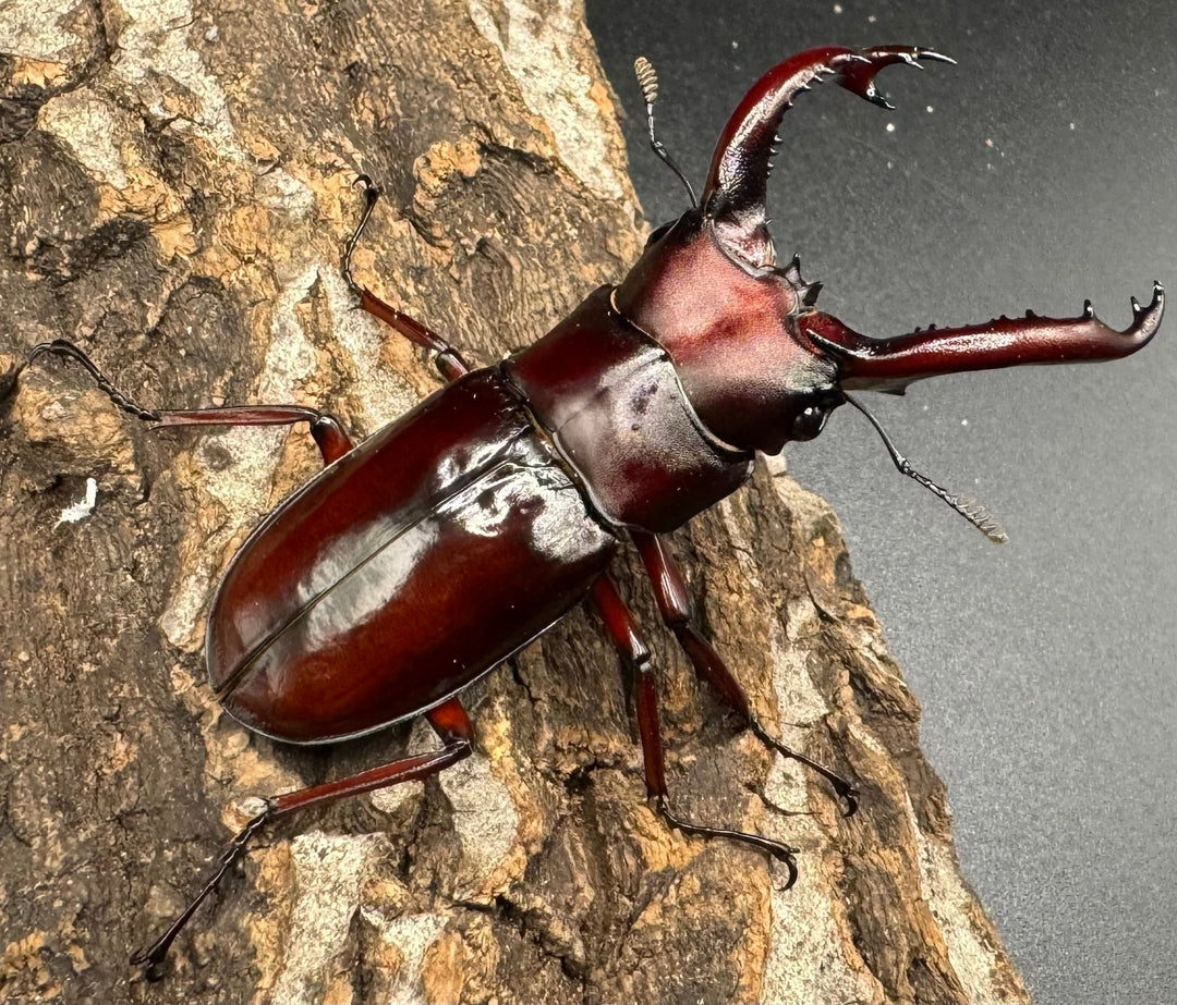 《フォルスターフタマタ亜種ニシ 紅系累代 72mm ペア》inohiro109氏ブリード個体