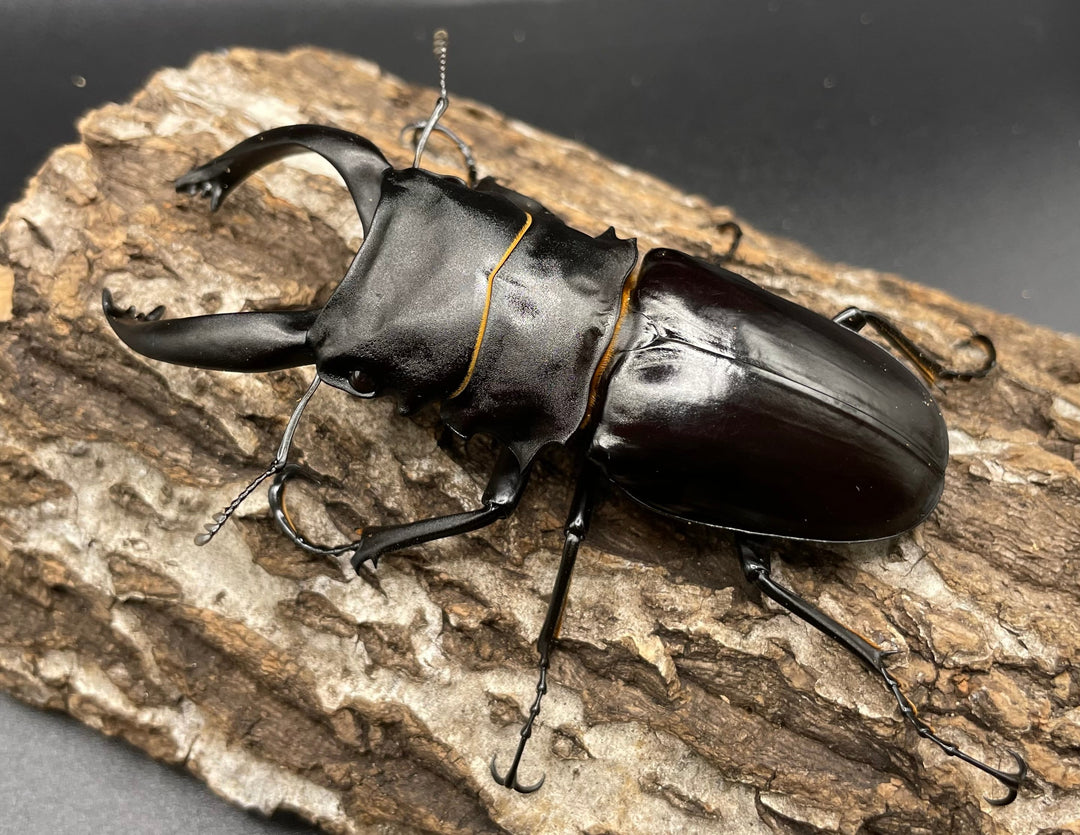 【WD】超大型大歯《アルケスツヤクワガタ 96mm ペア》