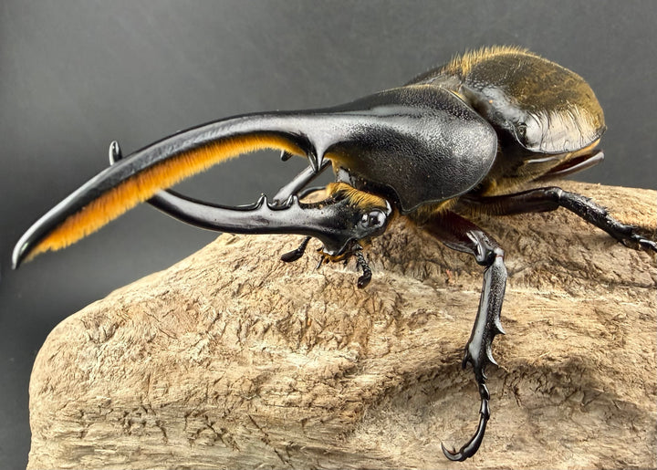 《 ヘラクレス・モリシマイ 108mm ペア》