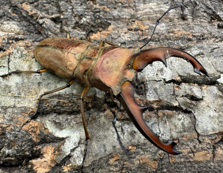 【WD】《ズベールホソアカ イロコスノルテ産 51mm A’品ペア》