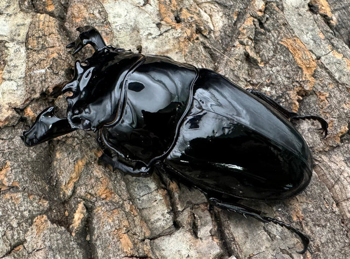 《タランドゥスオオツヤクワガタ 77mm ペア》