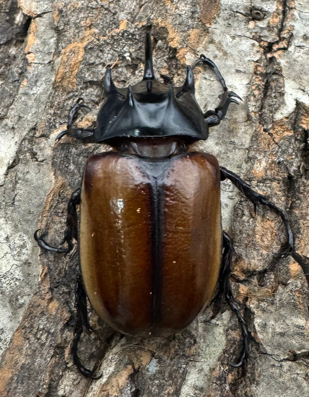 《ハードウィッケイゴホンツノカブト 黄色タイプ 62mm ペア》