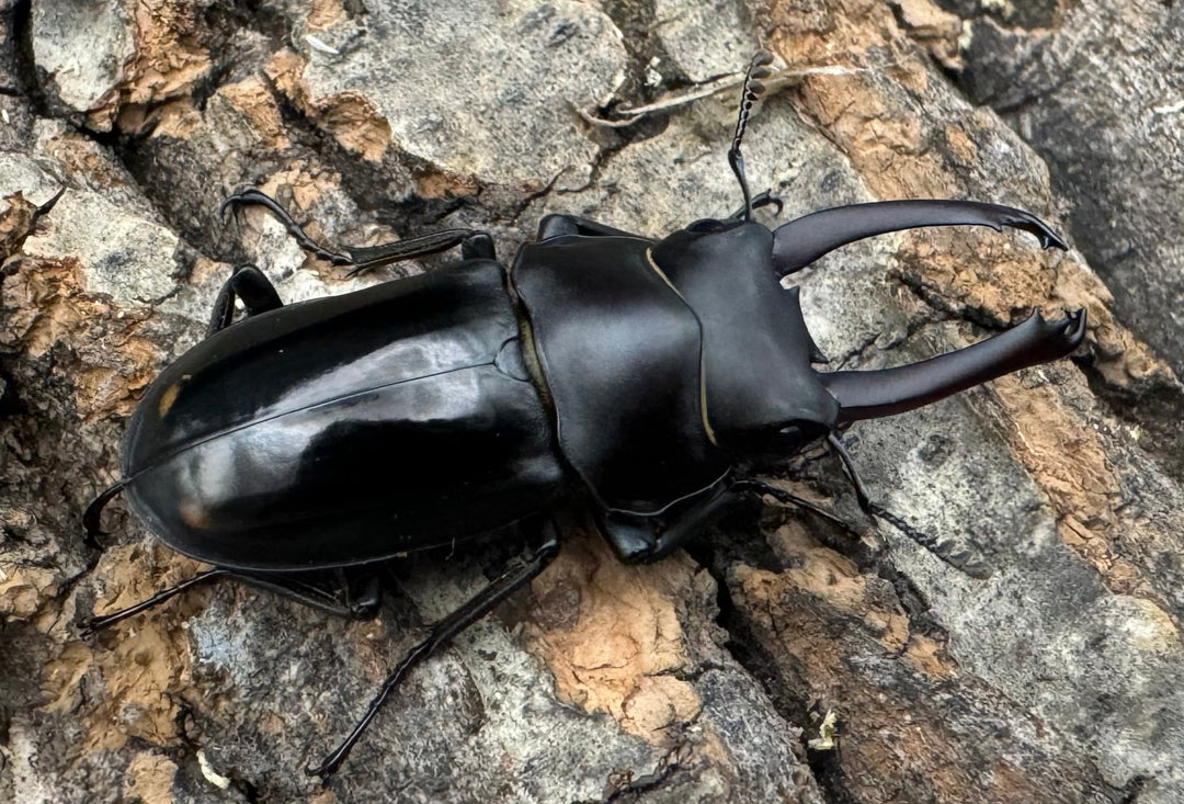 【WF1】《ビシグナートゥスコクワ APDV産 38mm ペア》Moro氏ブリード個体