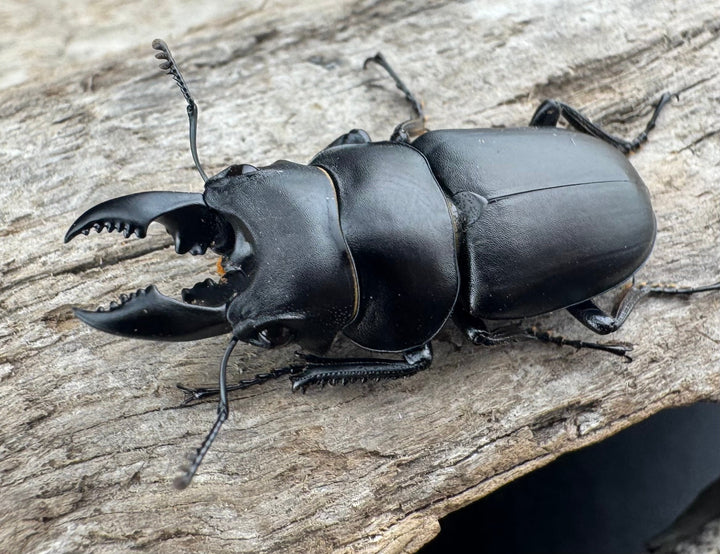 【WD】《オーエンノコギリ亜種melli 31.5mm ペア》