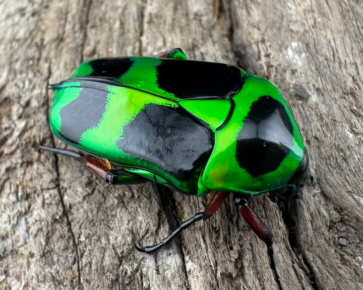 【WD】《マックレーツヤカナブン ペア》