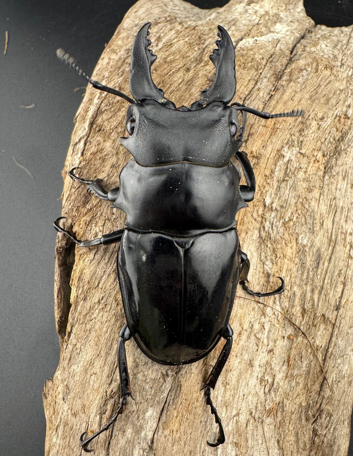 【WD】《シヴァツヤクワガタ ラオス産 75mm ペア》