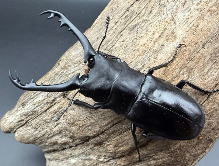 【WD】《ギラファノコギリ亜種ニシヤマイ 76mm ペア》