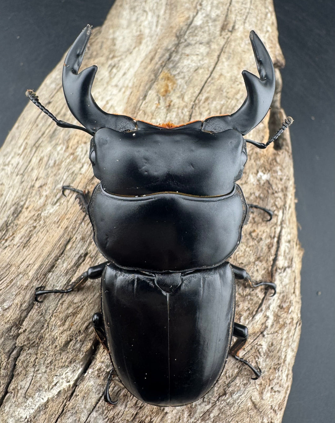 【WD】《アンタエウスオオクワ亜種miyashitai 75mm ペア》