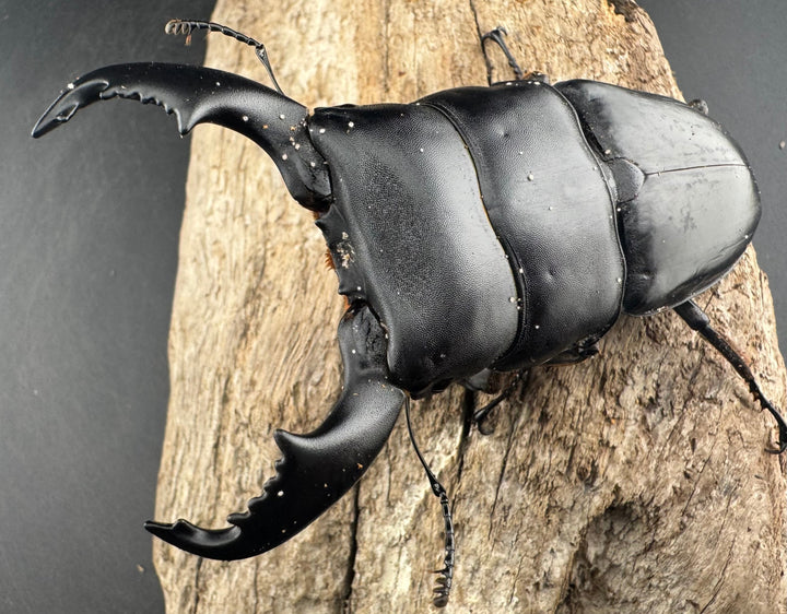 【WD】《スマトラオオヒラタ ベンクール産 96mm ペア》