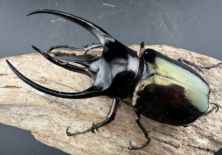 【WD】《ジャワコーカサスオオカブト 112mm ペア》