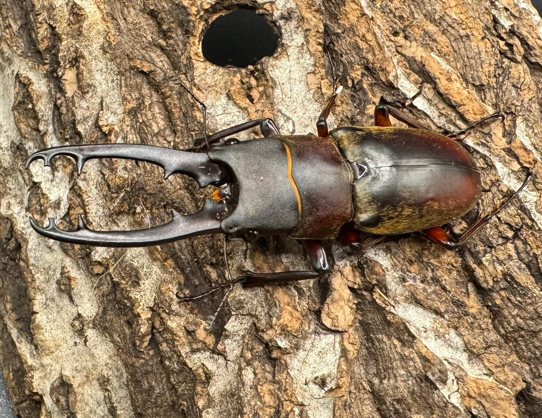 【WD】《ドエスブルグノコギリ亜種mkkiensis 63mm ペア》