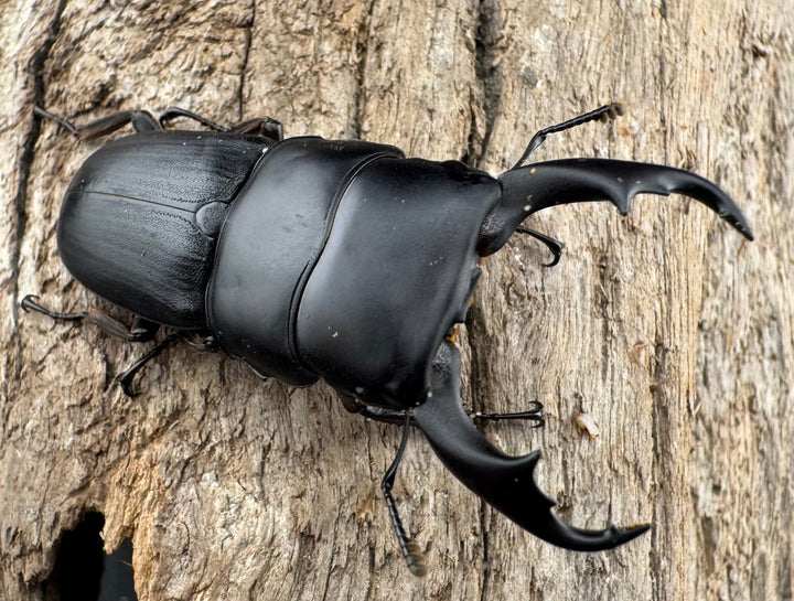 【WD】《ハンステインヒラタ原名亜種 45mm ペア》