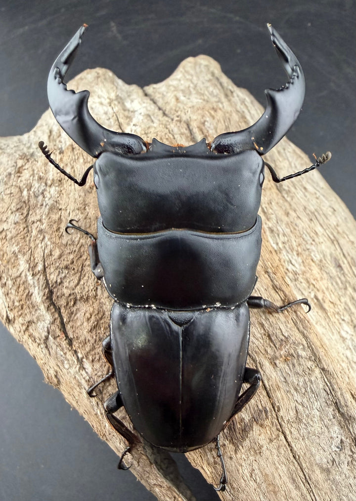 【WD】《ダイオウヒラタ 東ジャワ産 80.5mm ペア》