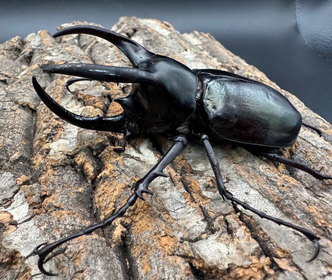 【WD】《モーレンカンプオオカブト 92.5mm ペア》