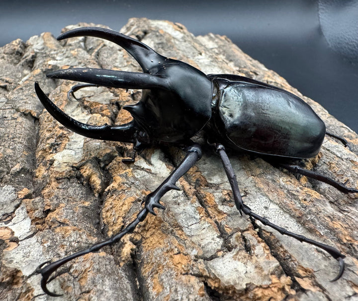 【WD】《モーレンカンプオオカブト 92.5mm ペア》