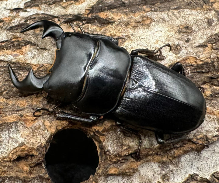 【WD】《ドルクス リンビン 42mm ♂♀♀トリオ》