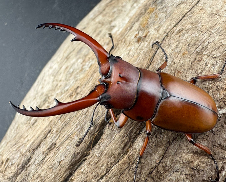 【WD】《アスタコイデス亜種fraternus ベトナム産 53mm ペア》