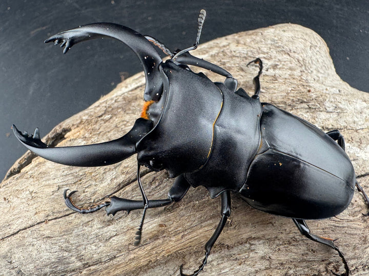 【WD】《アルケスツヤクワガタ ボアク島産 84mm ペア》