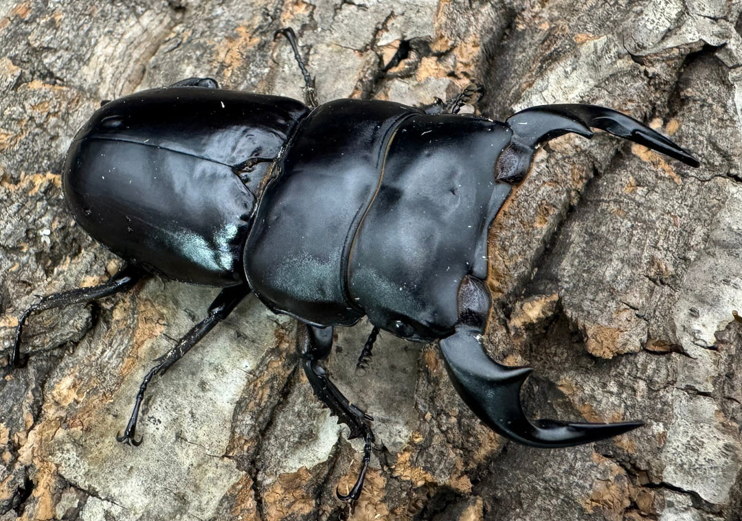 《インドアンタエウス タイガーヒル産 70mm ペア》