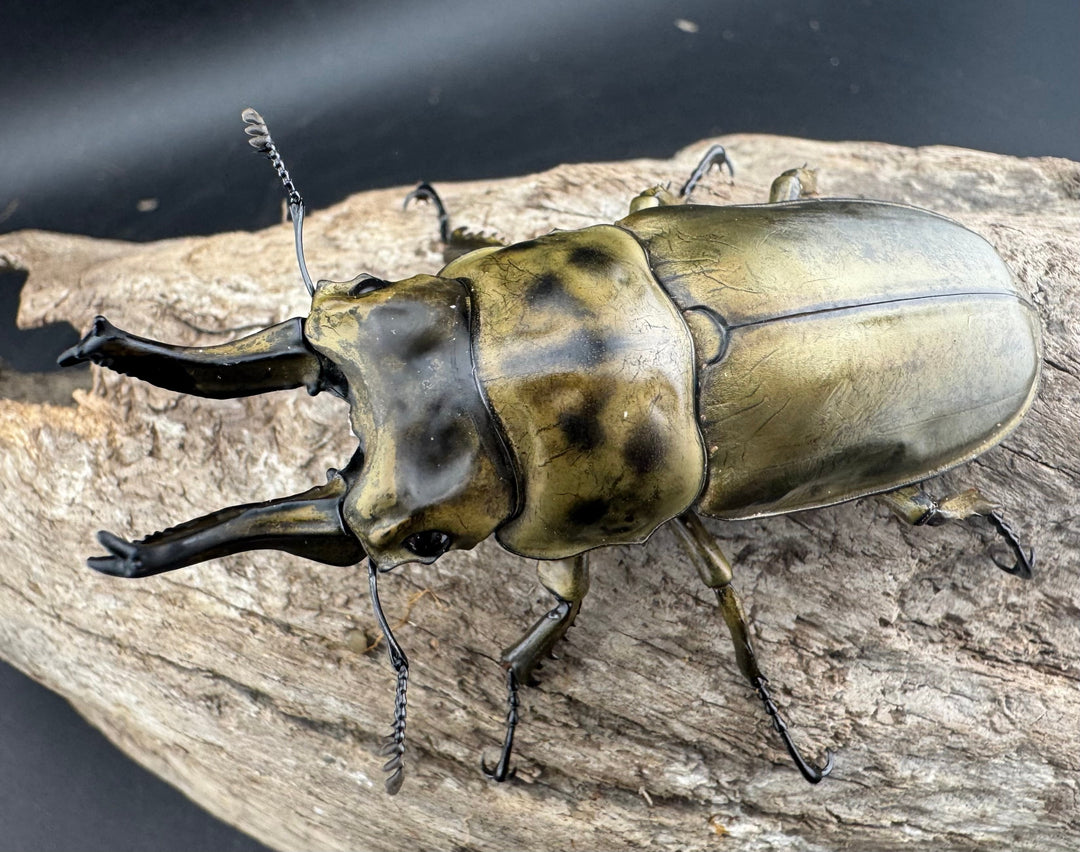 【F0】《ローゼンベルグオウゴンオニクワガタ 71mm ペア》