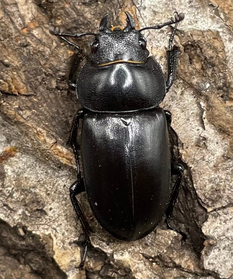 【WD】《オーエンノコギリクワガタ中国亜種melli 34.5mm ペア》