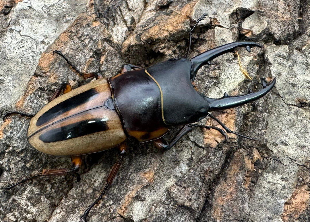 【WD】《ラテラリスノコギリ亜種マイリーン 南カマリネス産 50.5mm ペア》