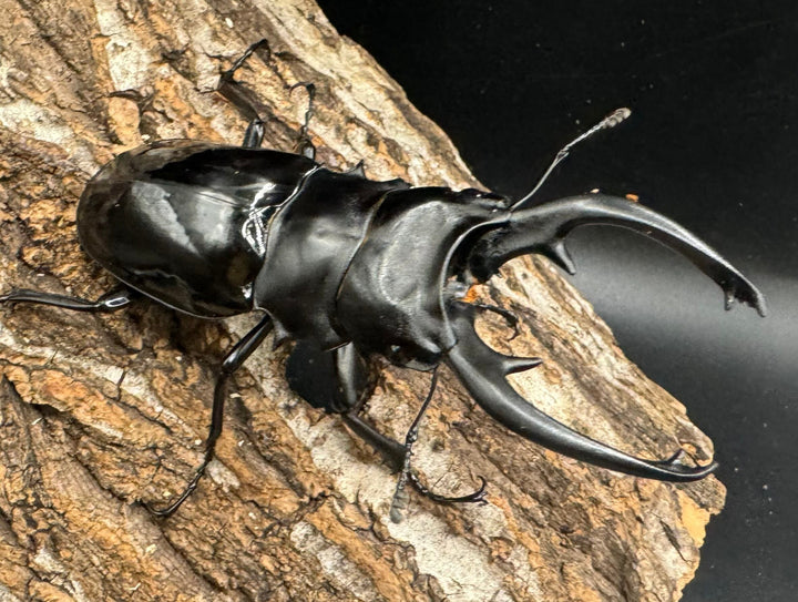 【WD】《インターメディアツヤクワガタ 84mm ペア》