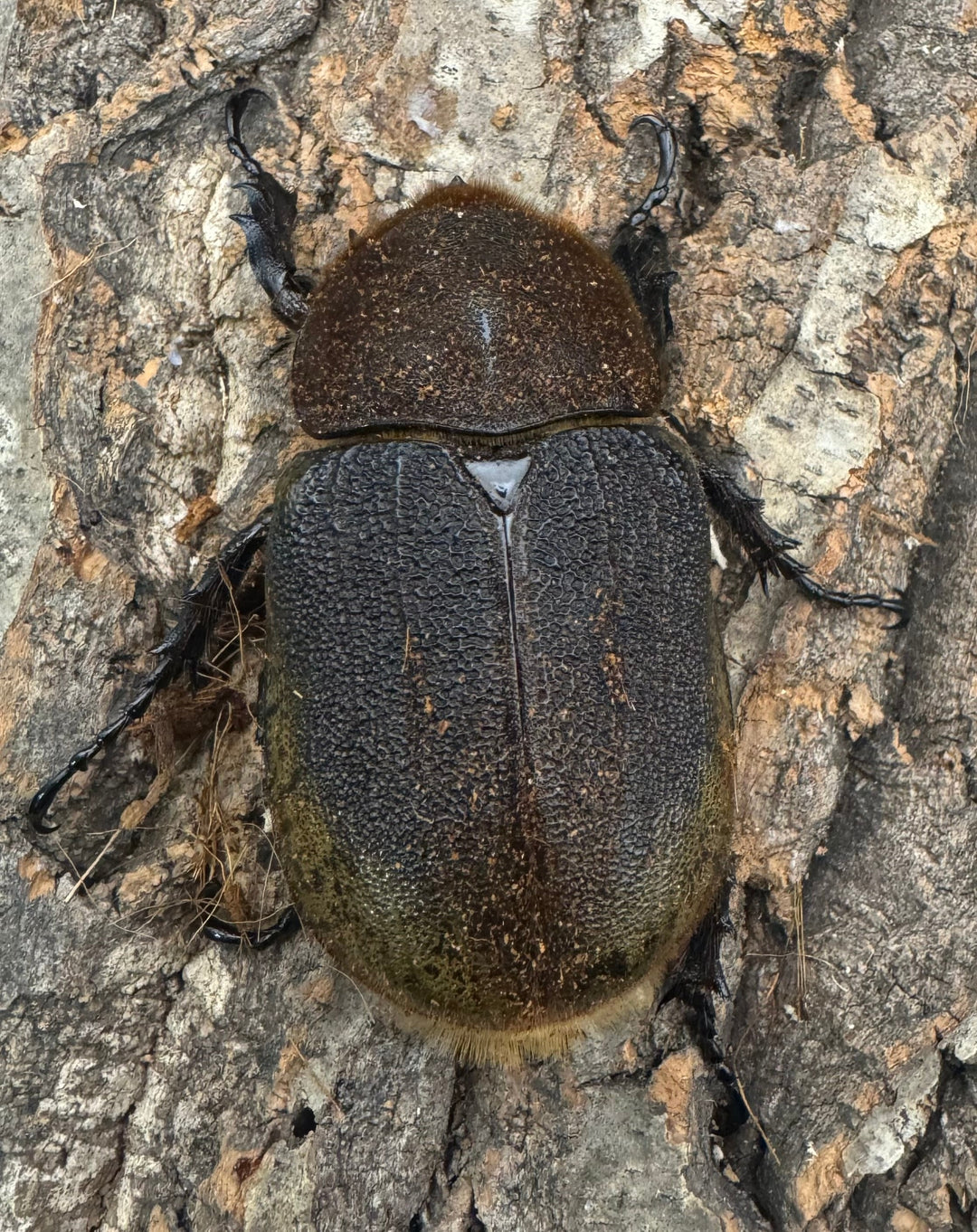 《ヘラクレス・ヘラクレス 143mm ペア》