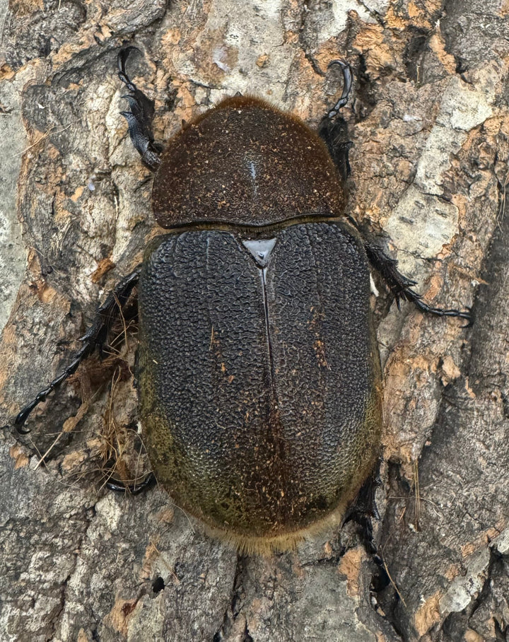 《ヘラクレス・ヘラクレス 143mm ペア》