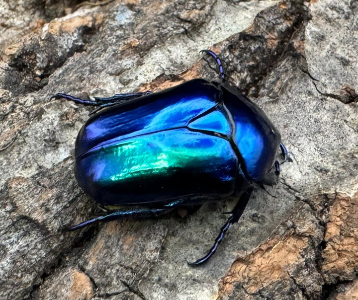 《スペキオーサ・シアノクロラ ペア》①