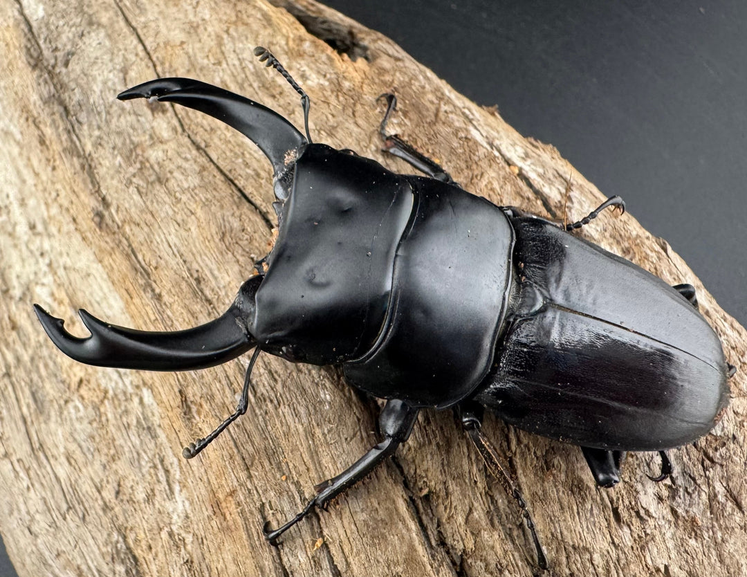 【WD】《ミンダナオパリーオオクワ キダパワン産 70.5mm ペア》