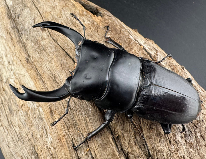 【WD】《ミンダナオパリーオオクワ キダパワン産 70.5mm ペア》