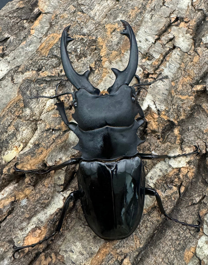 【WD】《インターメディアツヤクワガタ 86mm ペア》