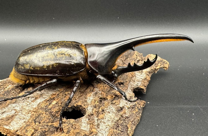 《ヘラクレス・ヘラクレス 121mm ペア》