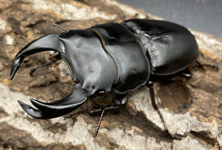 《ホペイオオクワガタ G70血統 76mm ペア》