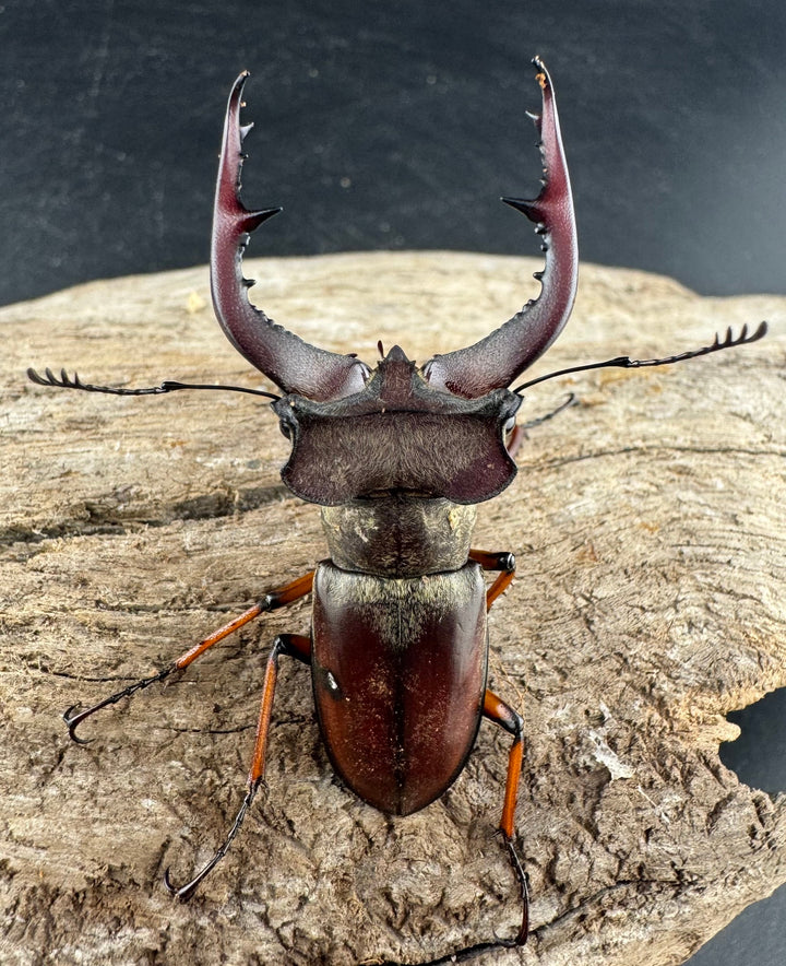 【WD】《グラディウスミヤマ 52mm ペア》