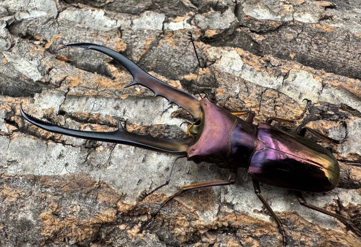 【美麗】《メタリフェルホソアカ 83.4mm ペア》セルヴォラン氏ブリード個体