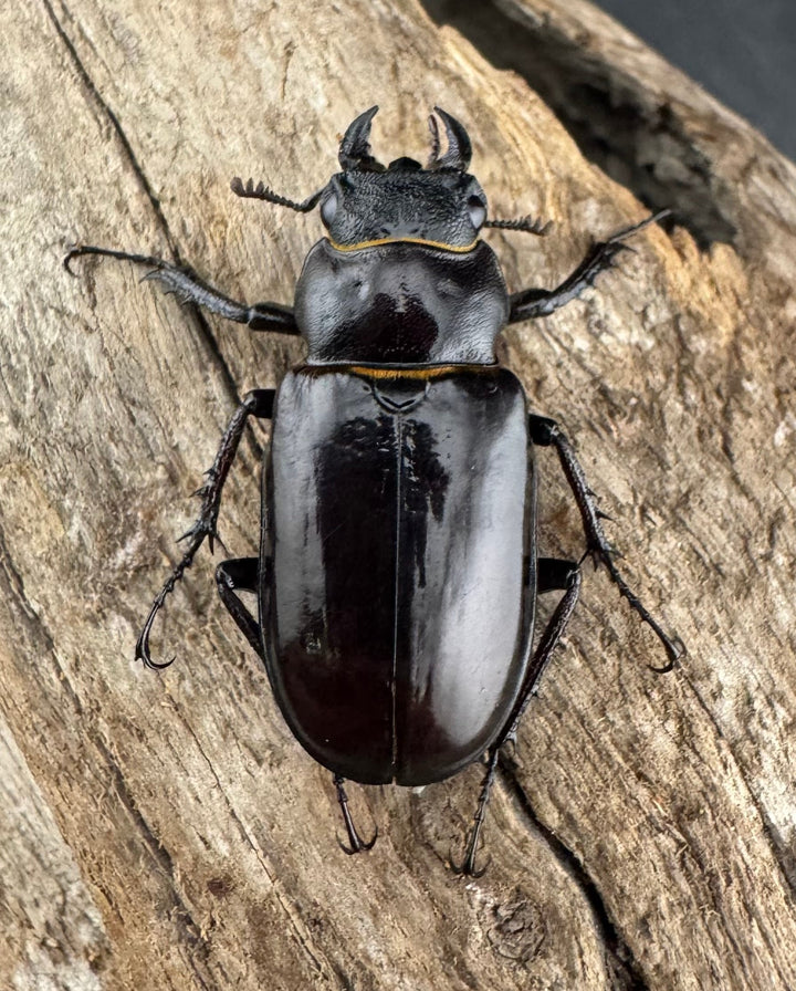 【WD】《パンミヤマクワガタ 29mm ♀単》