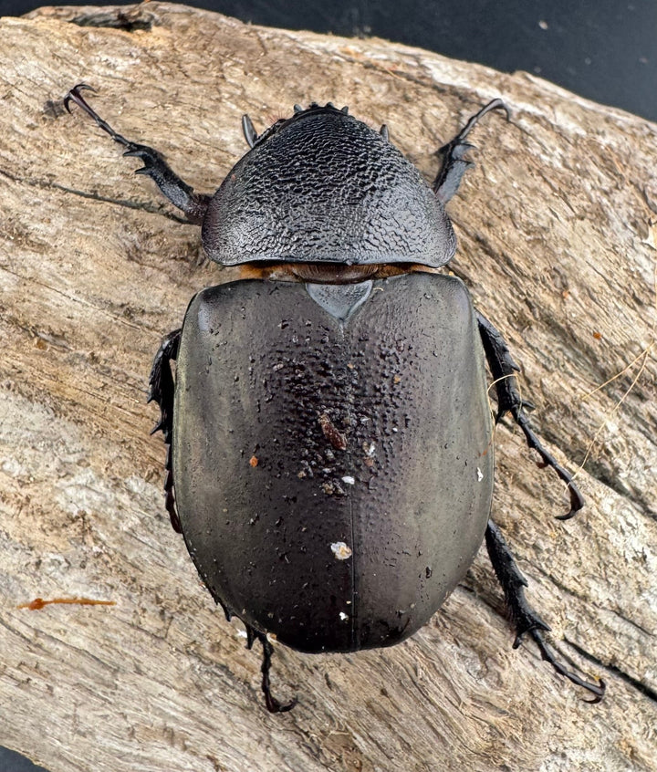 【WD】《ミンダナオアトラスオオカブト マラグサン産 92mm ペア》