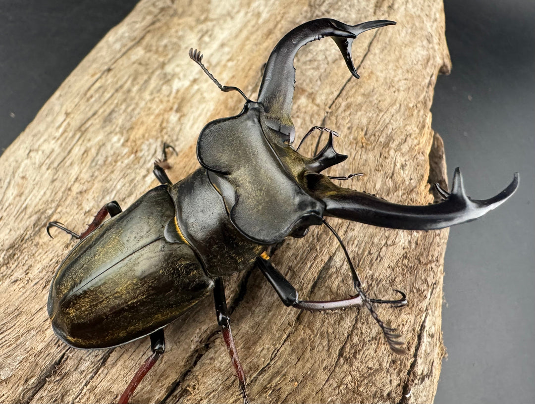 【WD】《チェンミヤマ メトク産 68mm ペア》