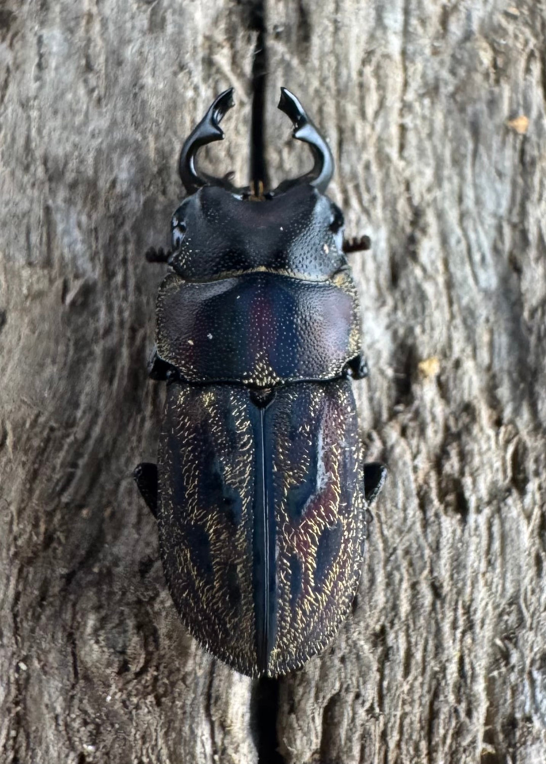 《ペルークワガタ Free ペア》②