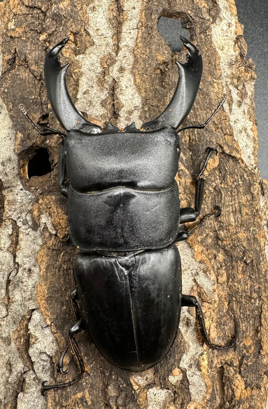 【WD】大型《ネバービスカヤヒラタ（カヤパヒラタ） 83mm ペア》