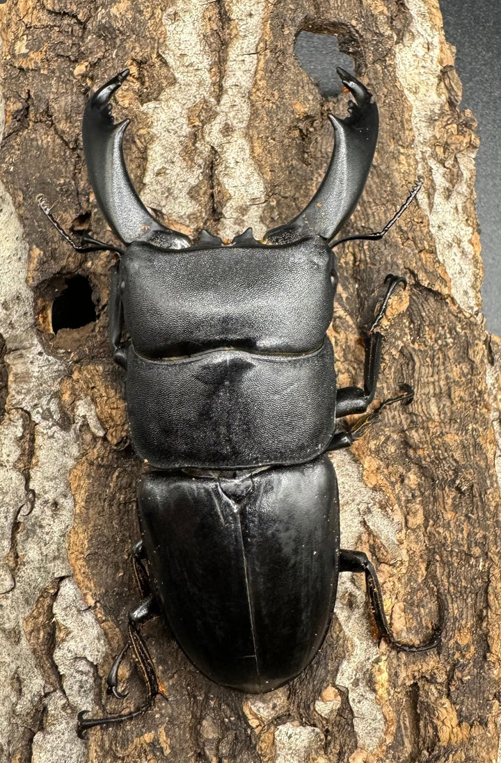 【WD】大型《ネバービスカヤヒラタ（カヤパヒラタ） 83mm ペア》