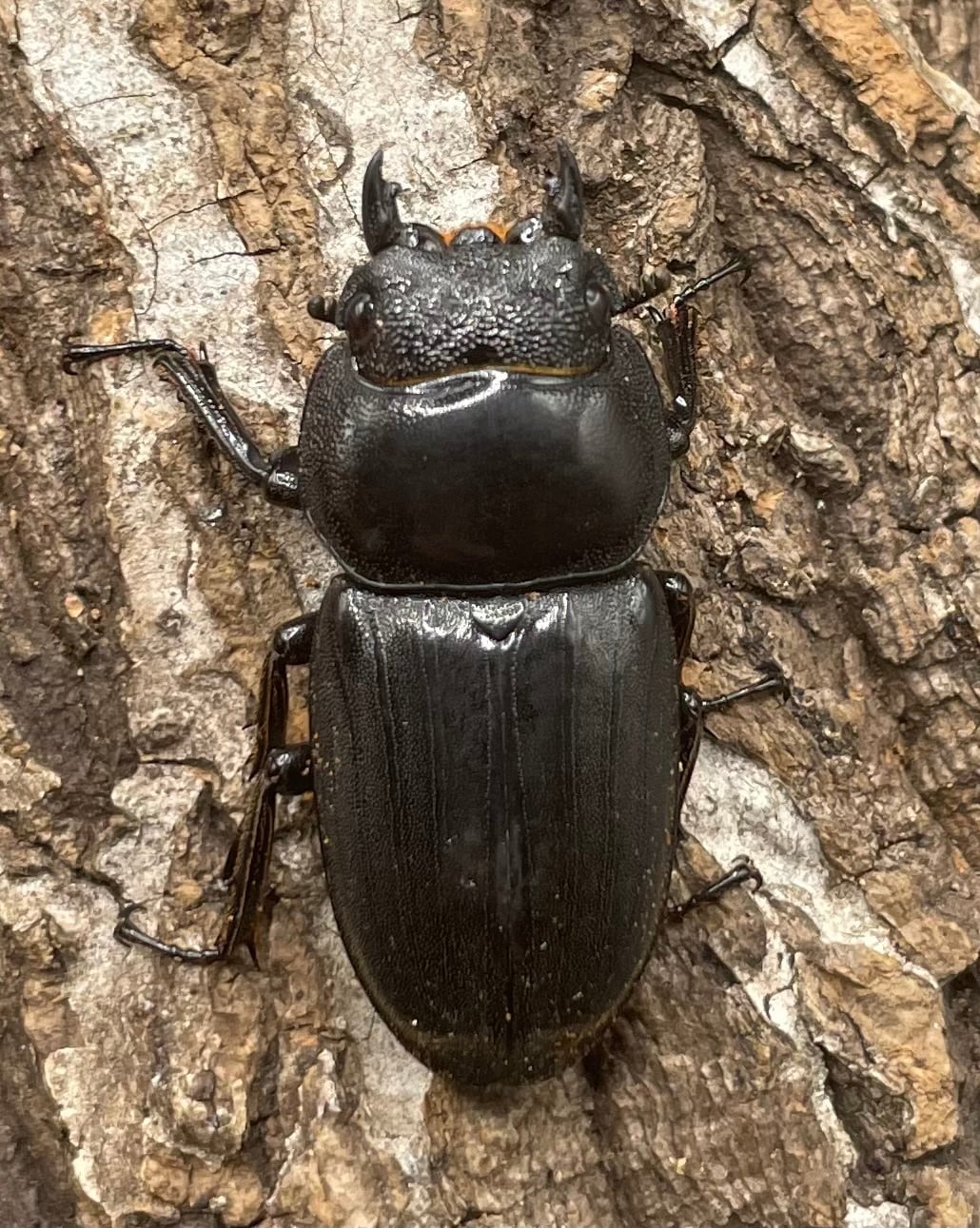 【WD】大型《ミンダナオヒラタ 90mm ペア》