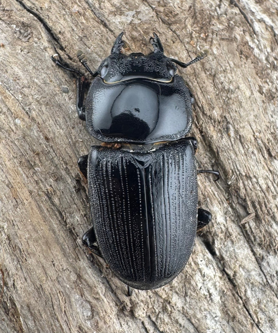 【WD】《クルビデンスオオクワ原名亜種 67mm ペア》