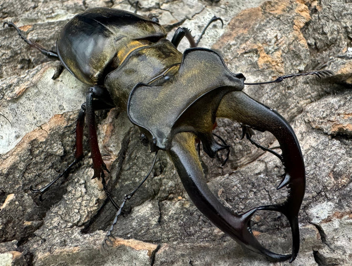 【WD】《チェンミヤマ シガツェ産 72.5mm A'品ペア》