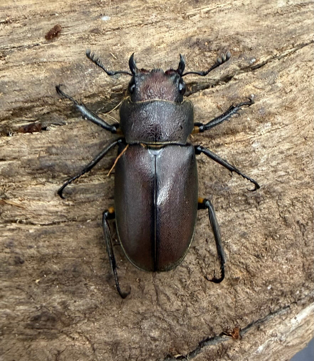 《メタリフェルホソアカ亜種サンギレンシス 70.5mm ペア》