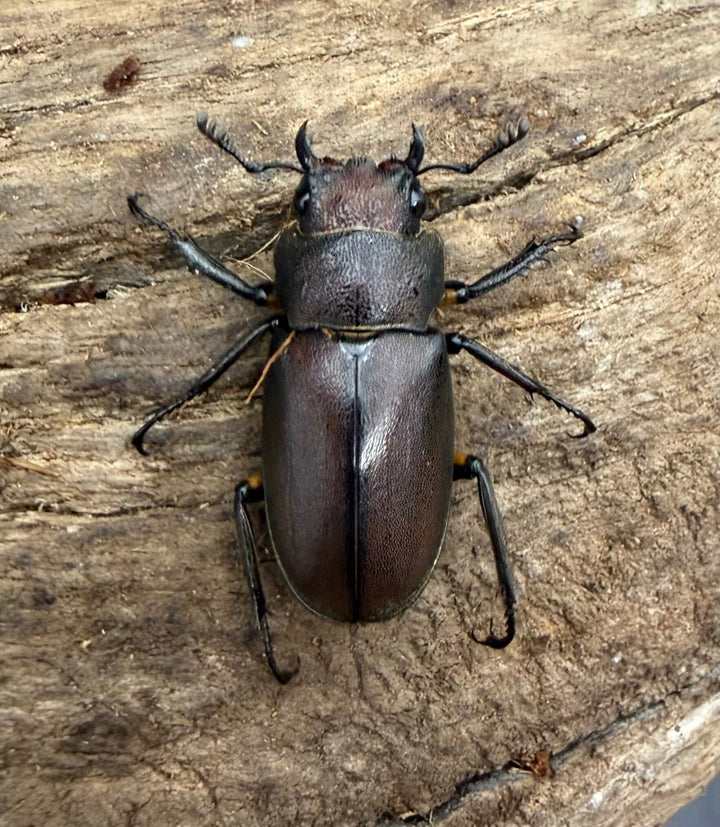 《メタリフェルホソアカ亜種サンギレンシス 70.5mm ペア》