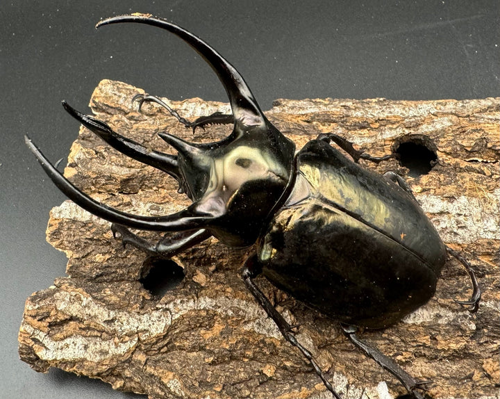 【WD】《ミンダナオアトラスオオカブト 98.5mm ペア》